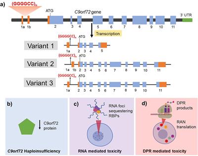 Multifaceted Genes in Amyotrophic Lateral Sclerosis-Frontotemporal Dementia